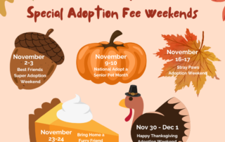 November Adoption Weekends