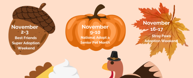 November Adoption Weekends